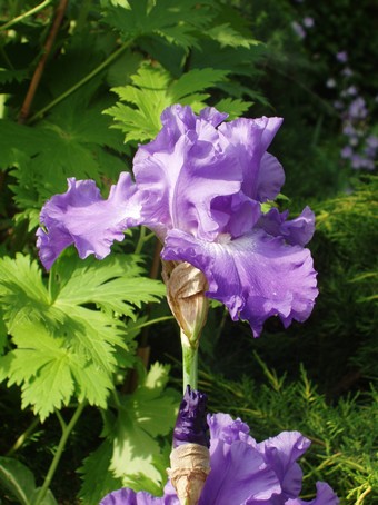 Iris bleu à Diebolsheim, en alsace